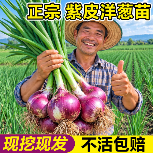 【不活包赔】6A级洋葱苗现挖现发