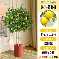 Лимонное дерево имеет высоту около 1,4-1,5 метра в горшке для выращивания [со множеством ветвей и множеством результатов] бесплатный шелк кокосовой пальмы + поднос + удобрение.