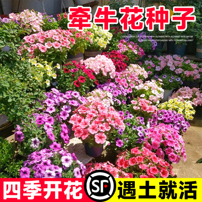 牵牛花种孑爬藤花种子花卉矮脚喇叭花种籽子见土就活室外庭院爬墙