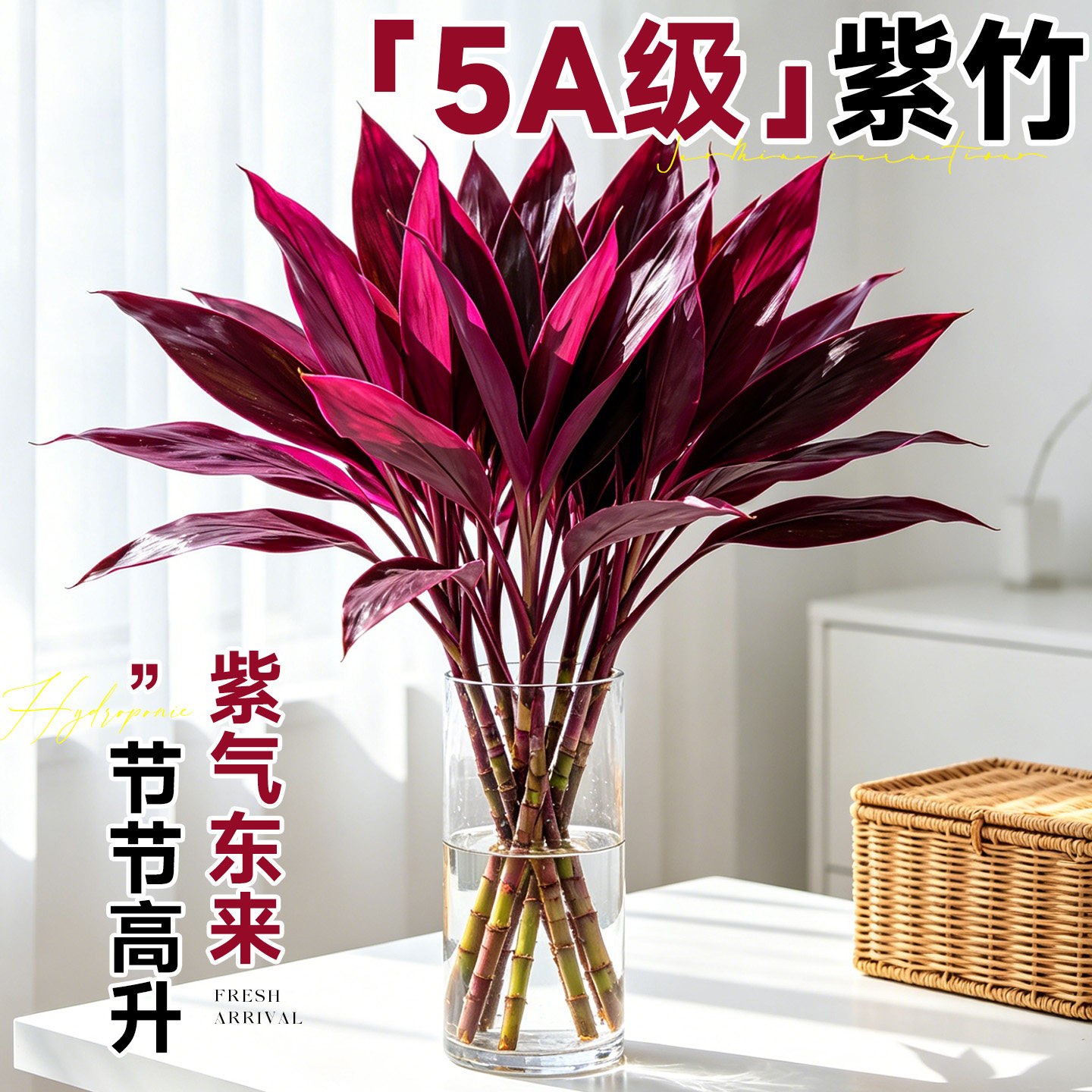 水培植物紫竹鸿运竹富贵竹粗杆带根水养招财竹子客厅室内桌面绿植