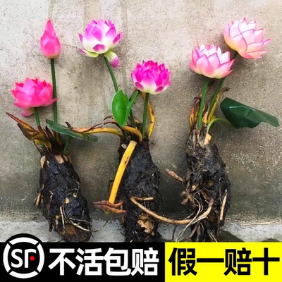 睡莲水培植物根块包活包对版