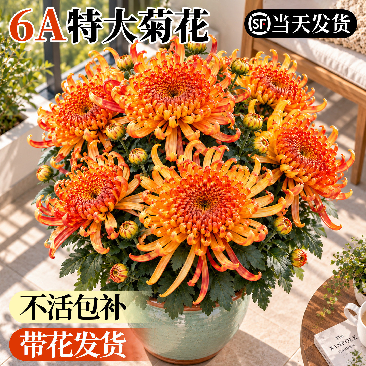 菊花盆栽带花苞四季开花卉大花秋菊特大菊花苗阳台室内耐寒绿植物