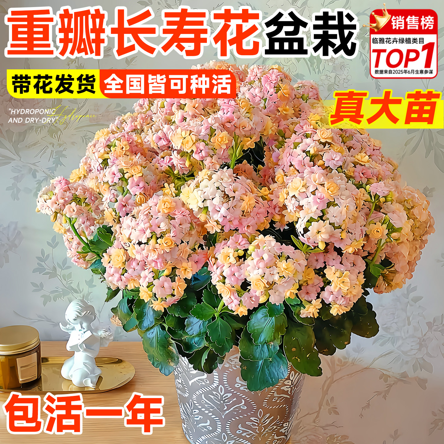 特级真大苗长寿花盆栽好养包对版