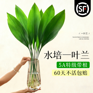 一叶兰水培植物盆栽室内好养无土纯水培绿植花卉桌面大叶清新空气