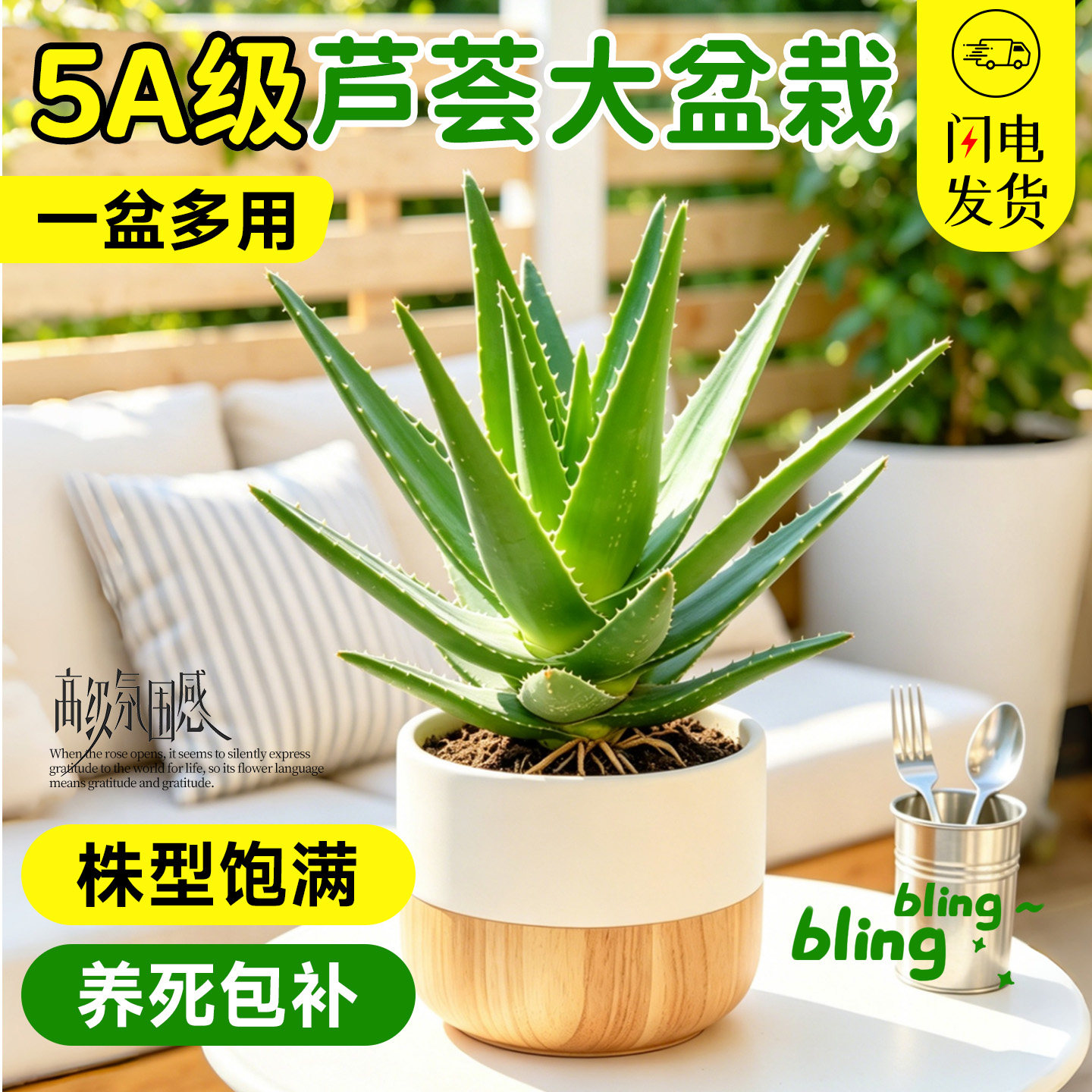 芦荟盆栽库拉索室内可食用净化空气大号绿植办公多肉药用四季好养
