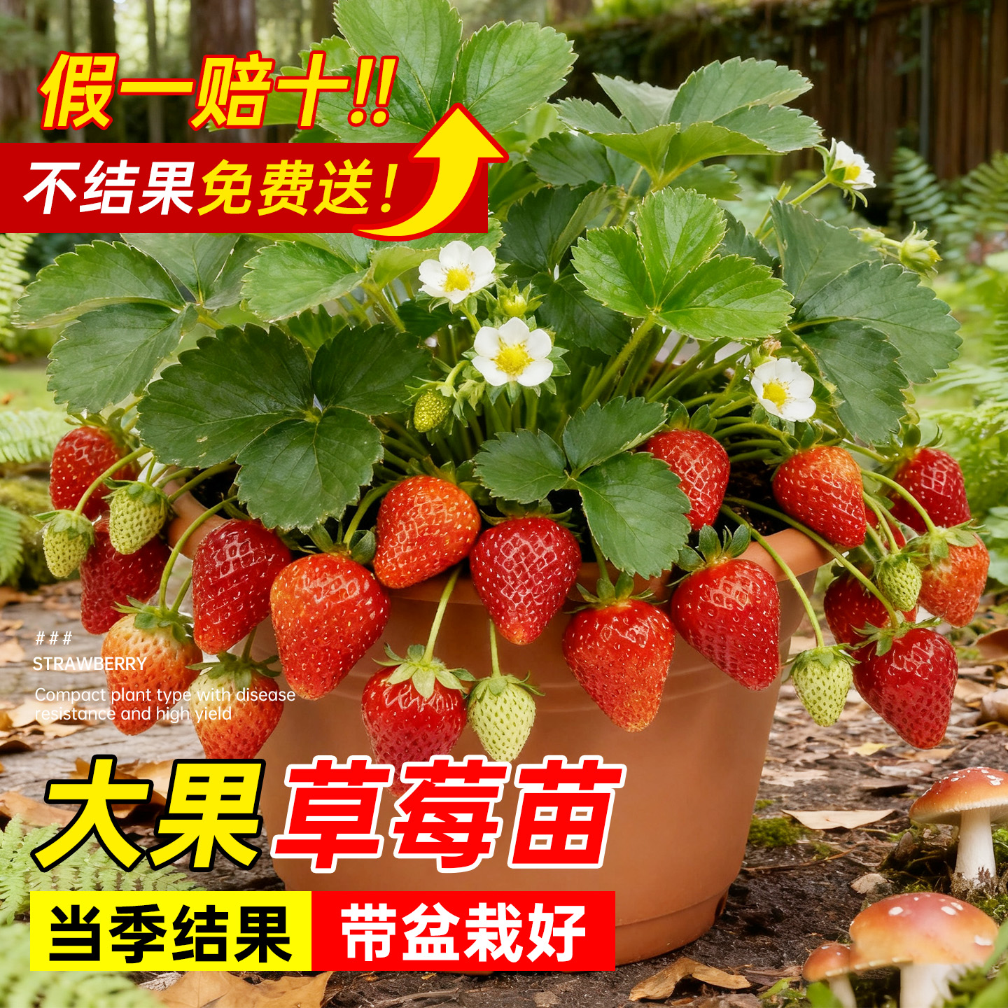 【不活包补】草莓盆栽新苗包对版