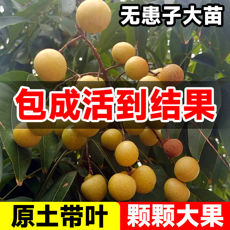 无患子树苗鬼见愁四季常青树木庭院名贵风景大树适合家门口种的树