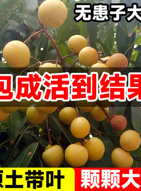 无患子树苗鬼见愁四季常青树木庭院名贵风景大树适合家门口种的树