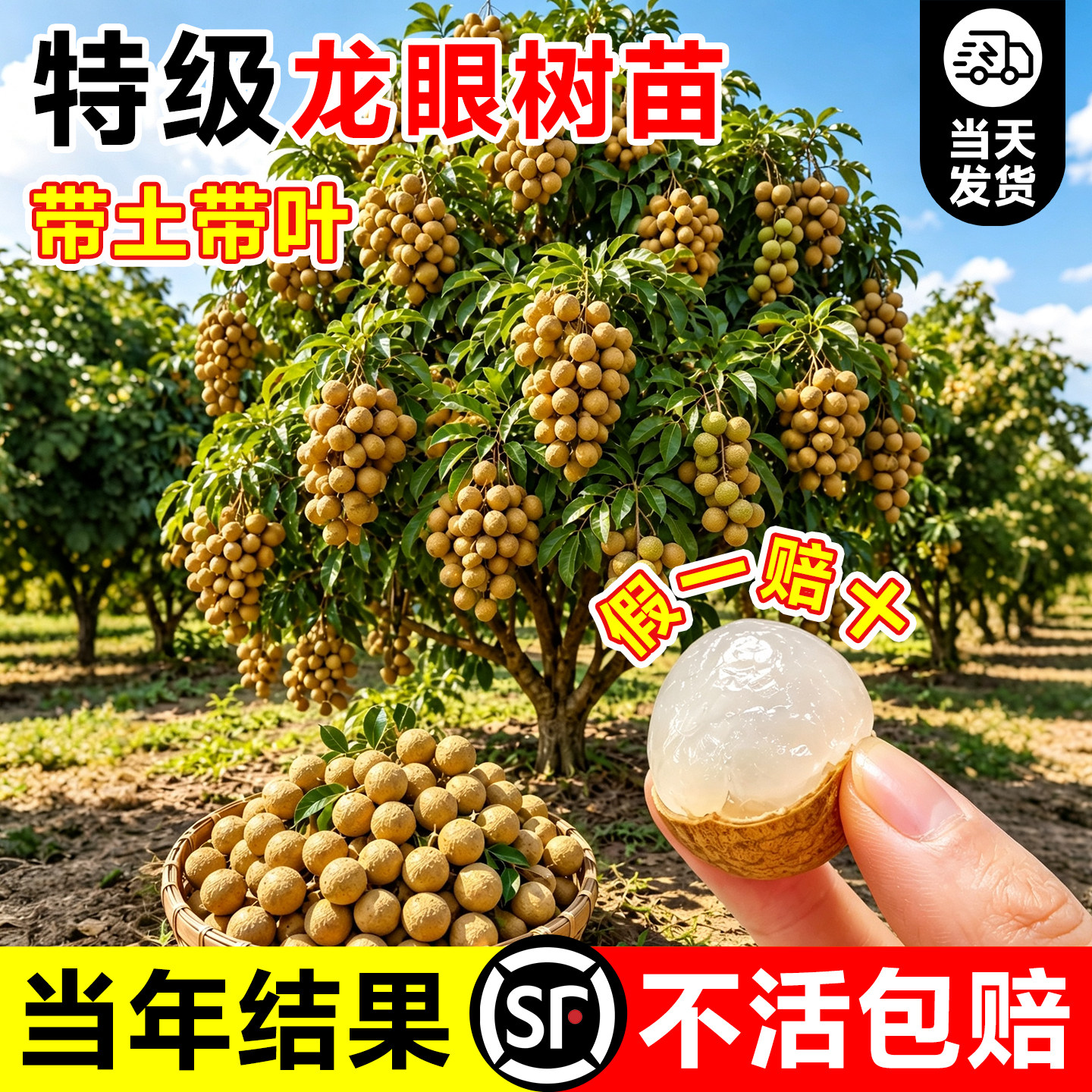 龙眼树果苗嫁接盆栽水果树大苗正宗储良石硖四季种植桂圆当年结果