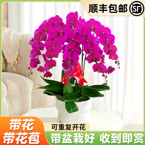 【大盆蝴蝶兰】带花发货带盆栽好