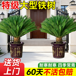 铁树盆栽大型绿植公母一对树苗花盆特大号盆景别墅门口室内植物