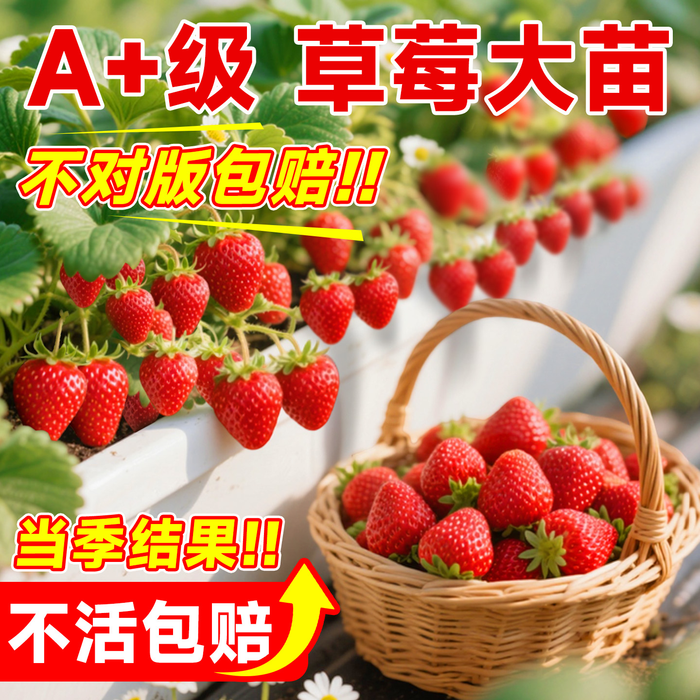 【当季结果】包对版草莓大苗