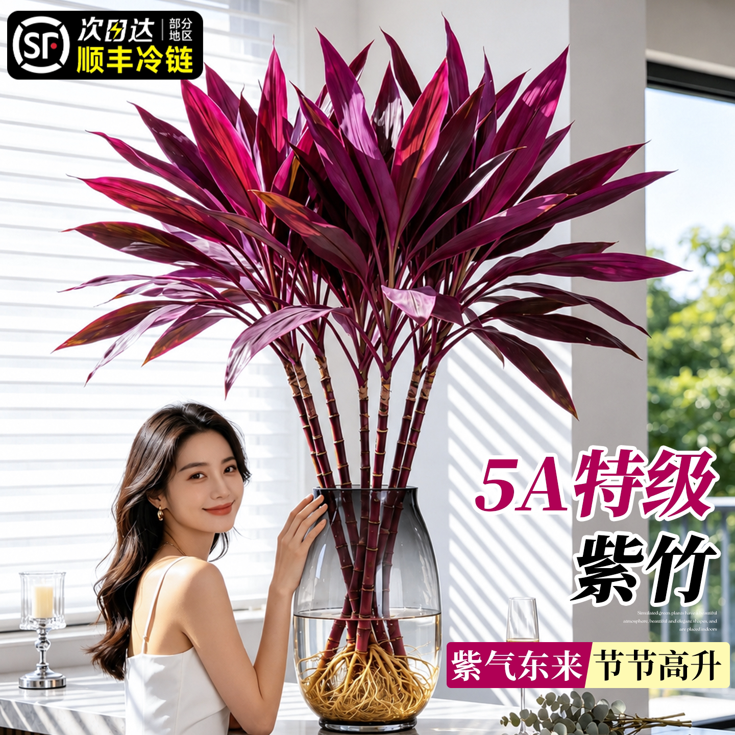 水培紫竹粗杆鸿运竹招财桌面绿植图片