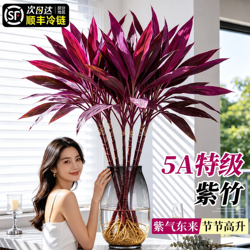 水培紫竹粗杆鸿运竹招财桌面绿植