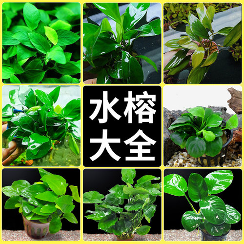 水草植物真草造景火山石沉木懒人摆件新手鱼缸专用养鱼增氧铺底