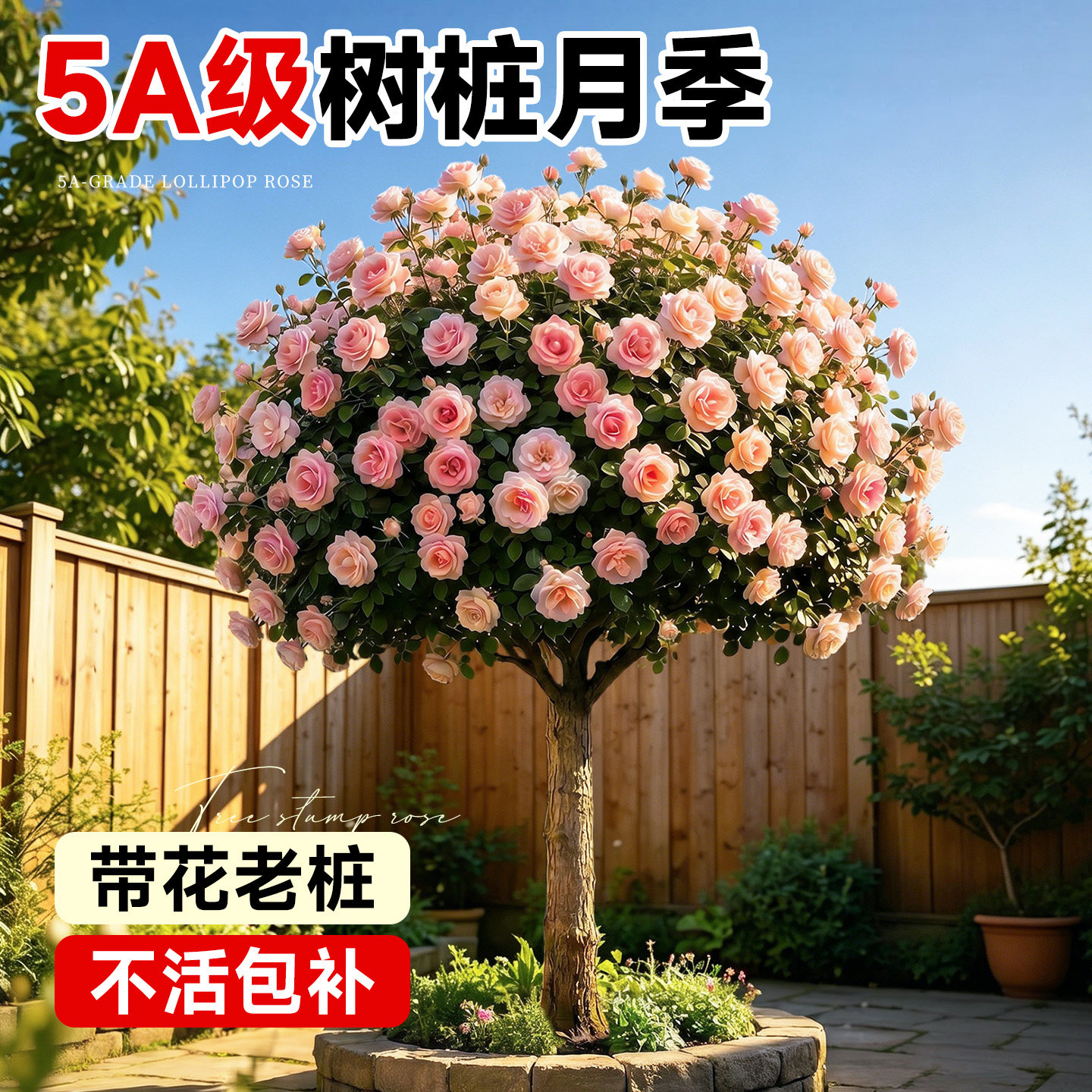树桩月季特大花棒棒糖树状月季花苗盆栽花卉四季玫瑰花树苗绿植物