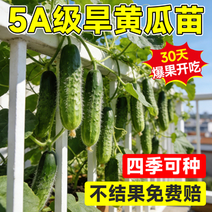 旱黄瓜苗秧苗老品种水果黄瓜种籽苗春秋季播高产抗病阳台盆栽菜苗