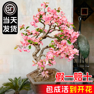 垂丝海棠花盆栽四季海棠树苗鲜花盆景老桩花卉室内绿植室外好养活