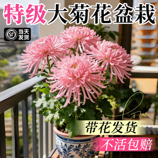 菊花盆栽带花苞特大花鲜花秋菊九月菊阳台室内四季开花苗耐寒花卉