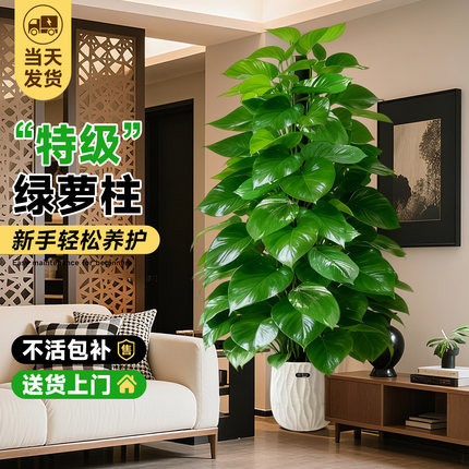 大叶绿萝柱盆栽客厅大型绿植办公室内除甲醛净化空气好养绿箩植物
