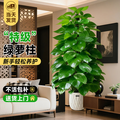 大叶绿萝去甲醛新房必备净化空气