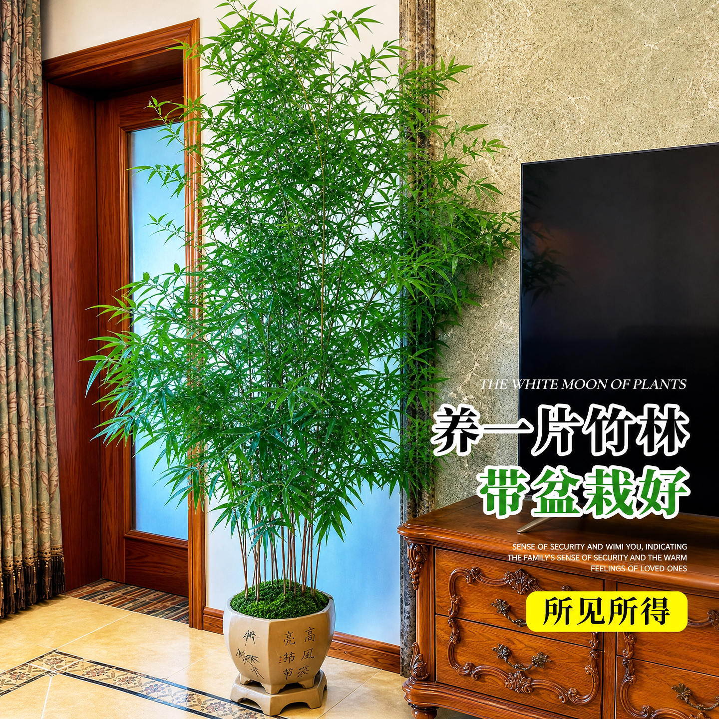 【一盆成景】竹子盆栽室内好养活图片
