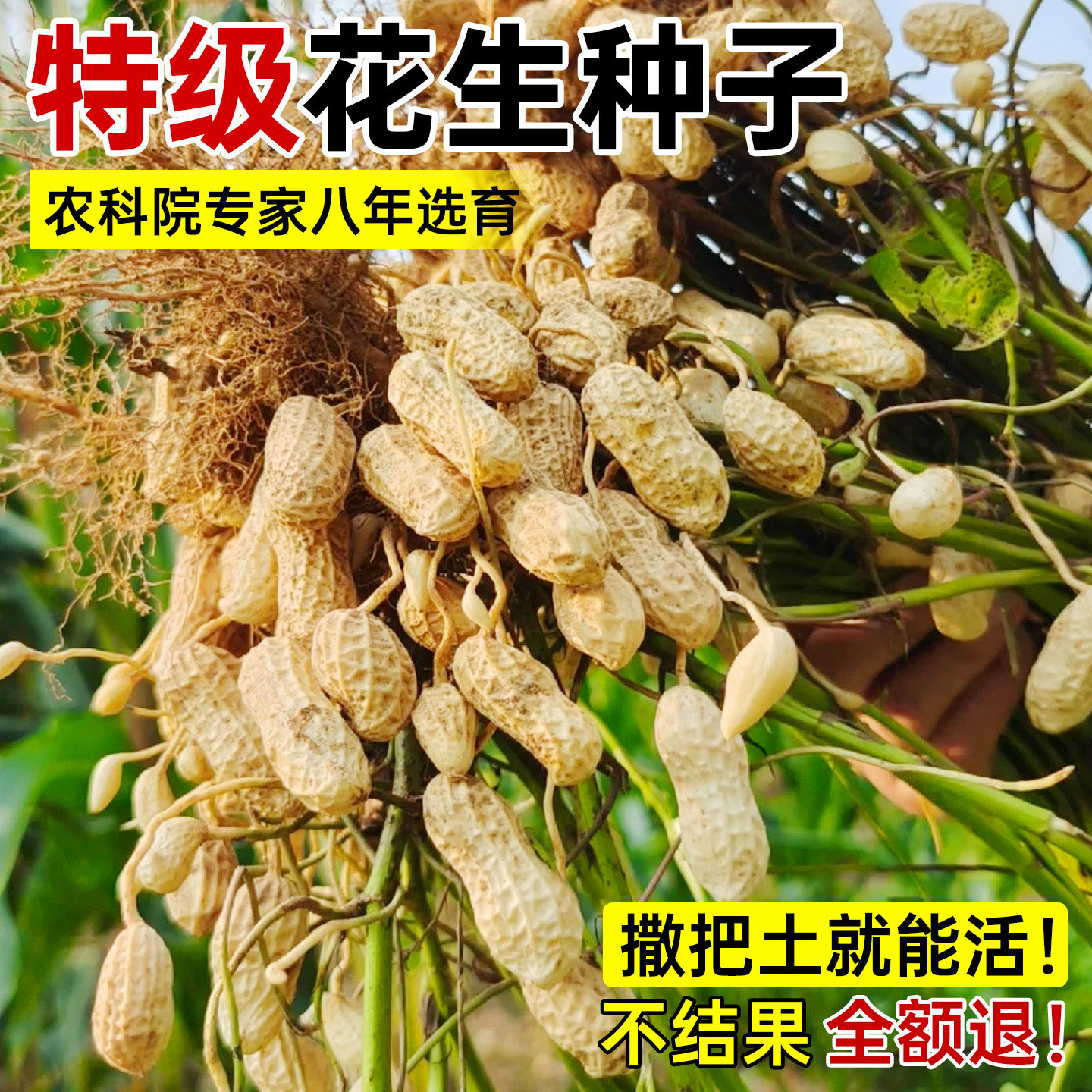 农科院高产云南七彩红皮花生种子图片