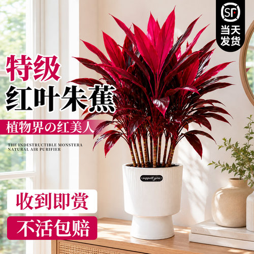 6A特级红叶朱蕉鸿运当头好养易活