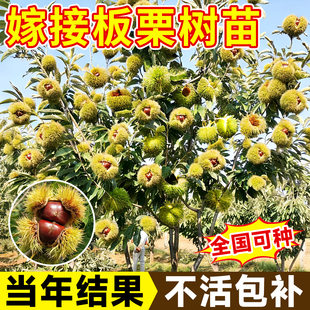 板栗树苗特大号迁西大红袍栗子嫁接苗南方北方矮化大树板栗树果苗