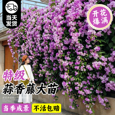 特级蒜香藤花苗不活包赔当季成景