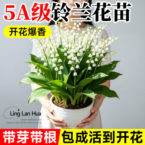 【带芽发货】包成活到开花