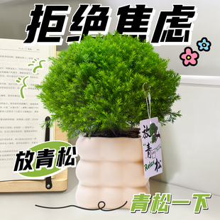 雾凇放青松绿植盆栽放轻松植物室内办公室桌面工位盆景四季好养活