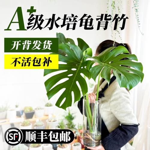 水培植物龟背竹老桩绿植