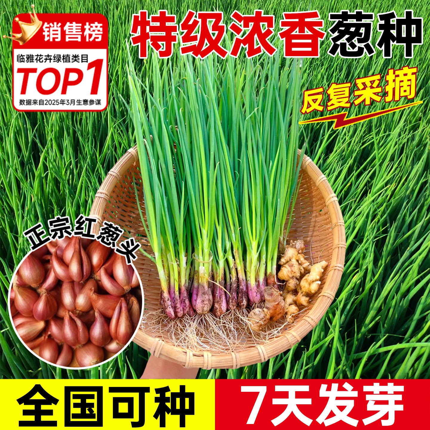 葱种子四季葱头种小香葱种头广东四川红葱头盆栽阳台本地火葱批发