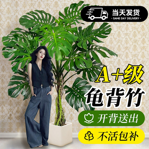 龟背竹大盆栽老桩大叶室内绿植