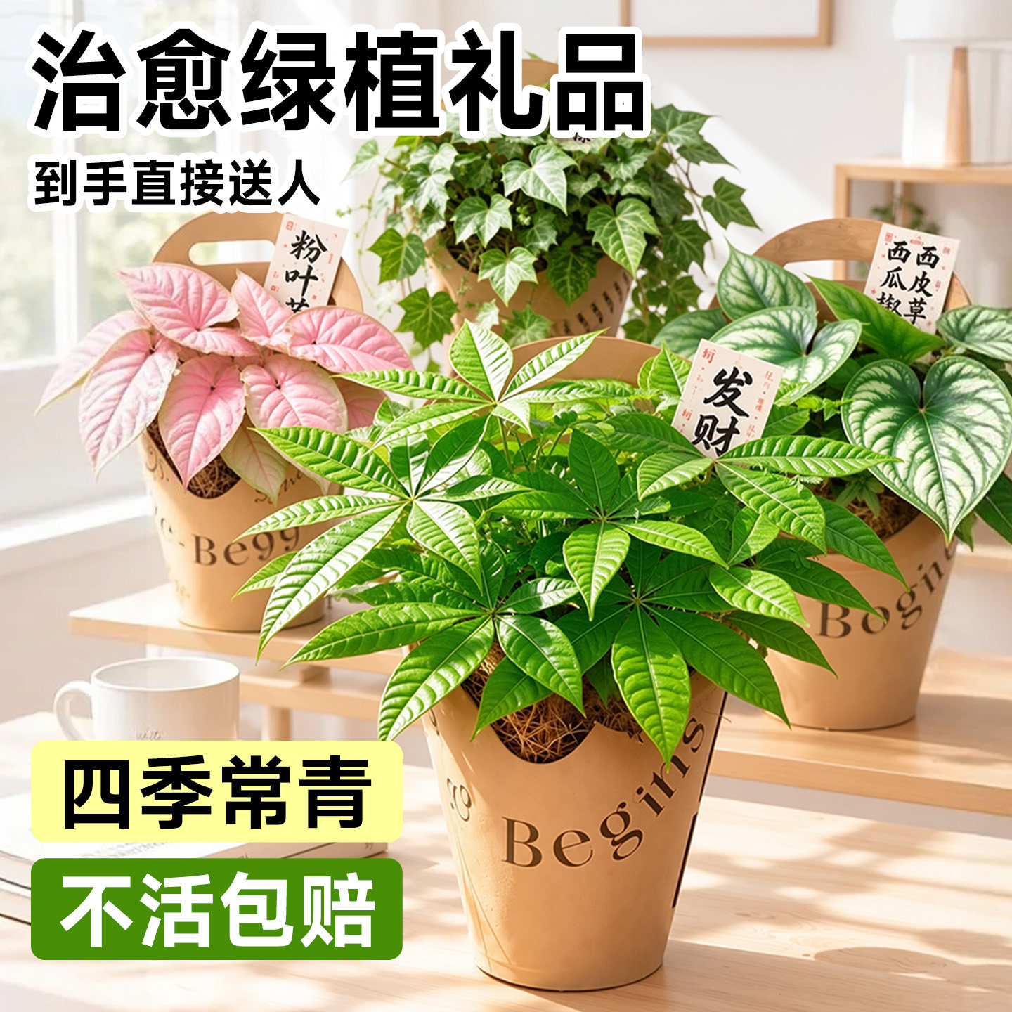 发财树绿植盆栽吊兰乔迁新居开业情绪稳定桌面植物送闺蜜生日礼物