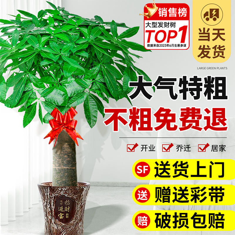 粗杆发财树客厅大盆栽2025新款大棵招财树摆办公室乔迁开业绿植物