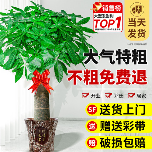 【越粗越好养】发财树客厅大盆栽