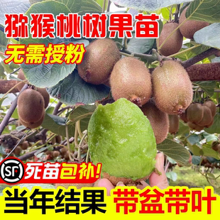 猕猴桃树果苗徐香翠香弥猴桃奇异果公母同株南北方种植盆栽果树苗