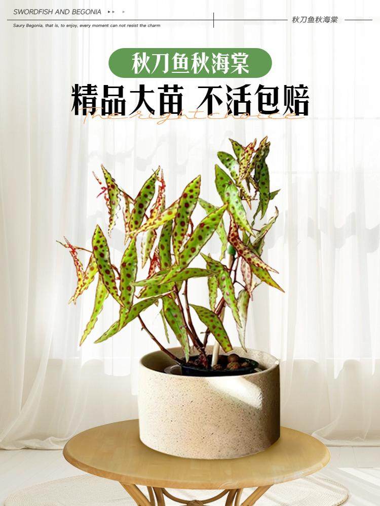 秋刀鱼秋海棠盆栽鳟鱼竹节黑天鹅塞拉山王绿植办公室客厅室内绿植,鲜花速递/花卉仿真/绿植园艺,绿植,淘宝优惠券,粉丝福利购,淘宝优惠卷