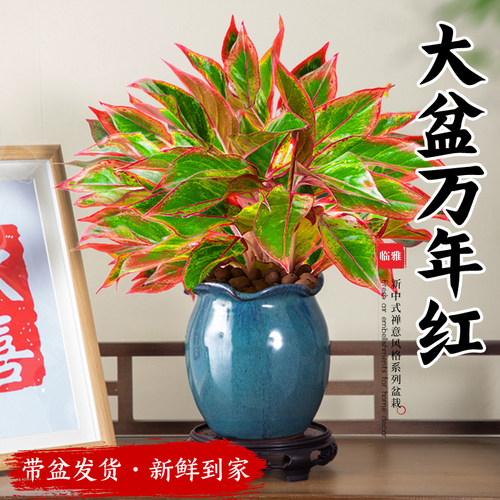 精品万年红盆栽大苗植物室内绿植