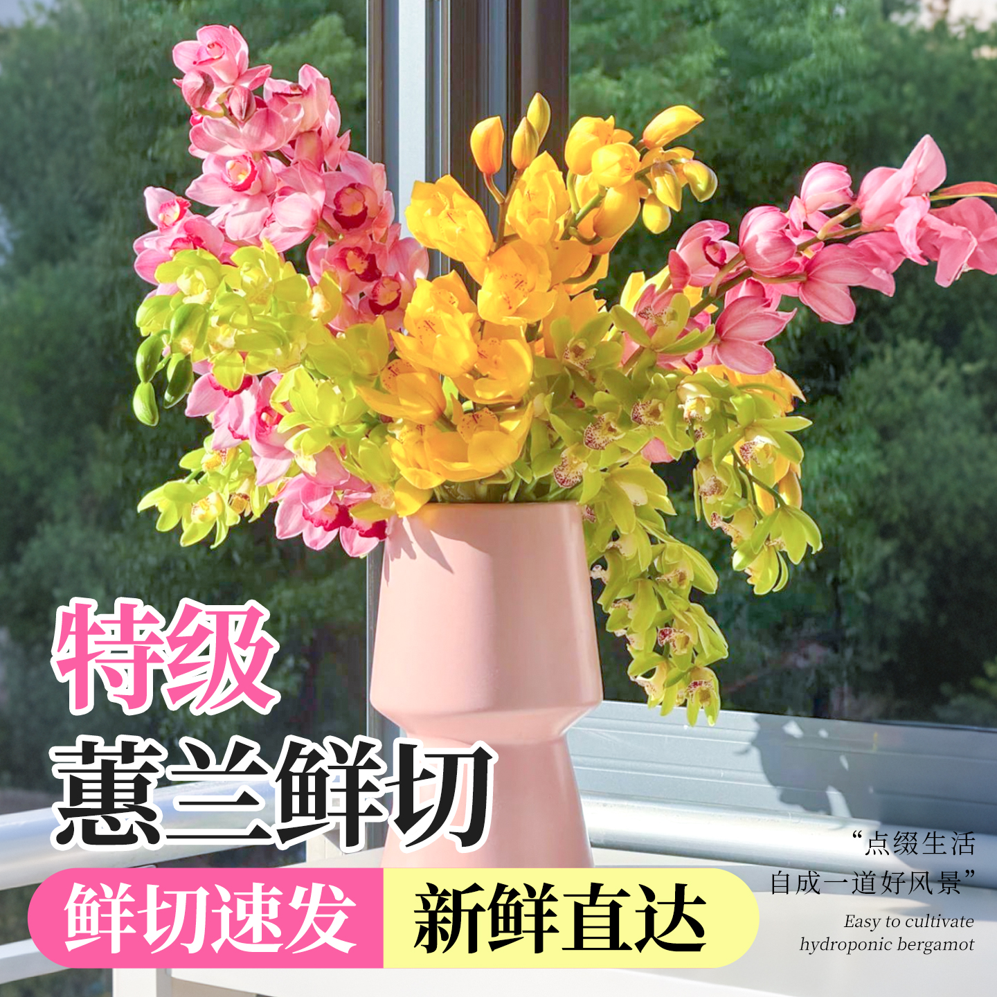 花期超长香气四溢基地直发