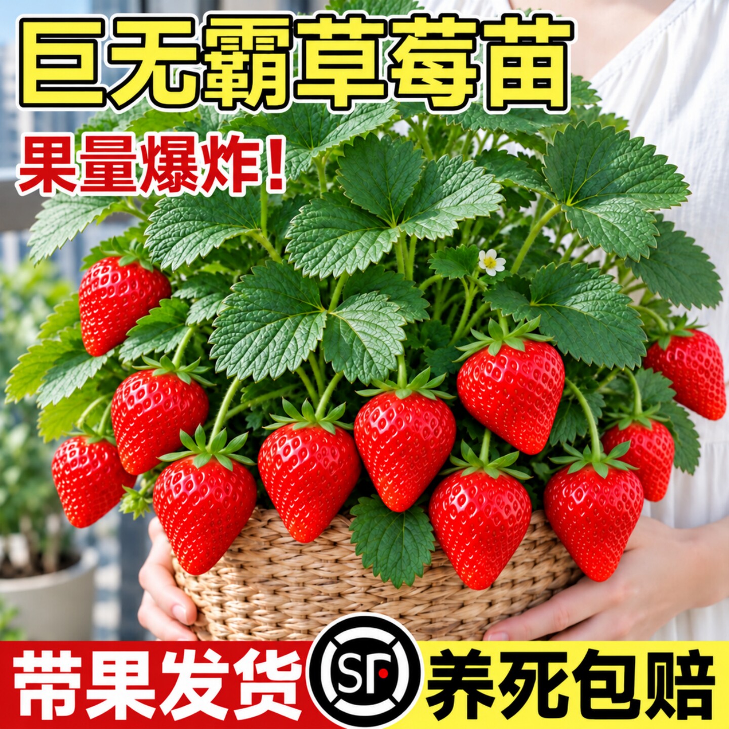草莓苗秧四季结果盆栽高产草莓苗优质脱毒奶油红颜特大号阳台种植