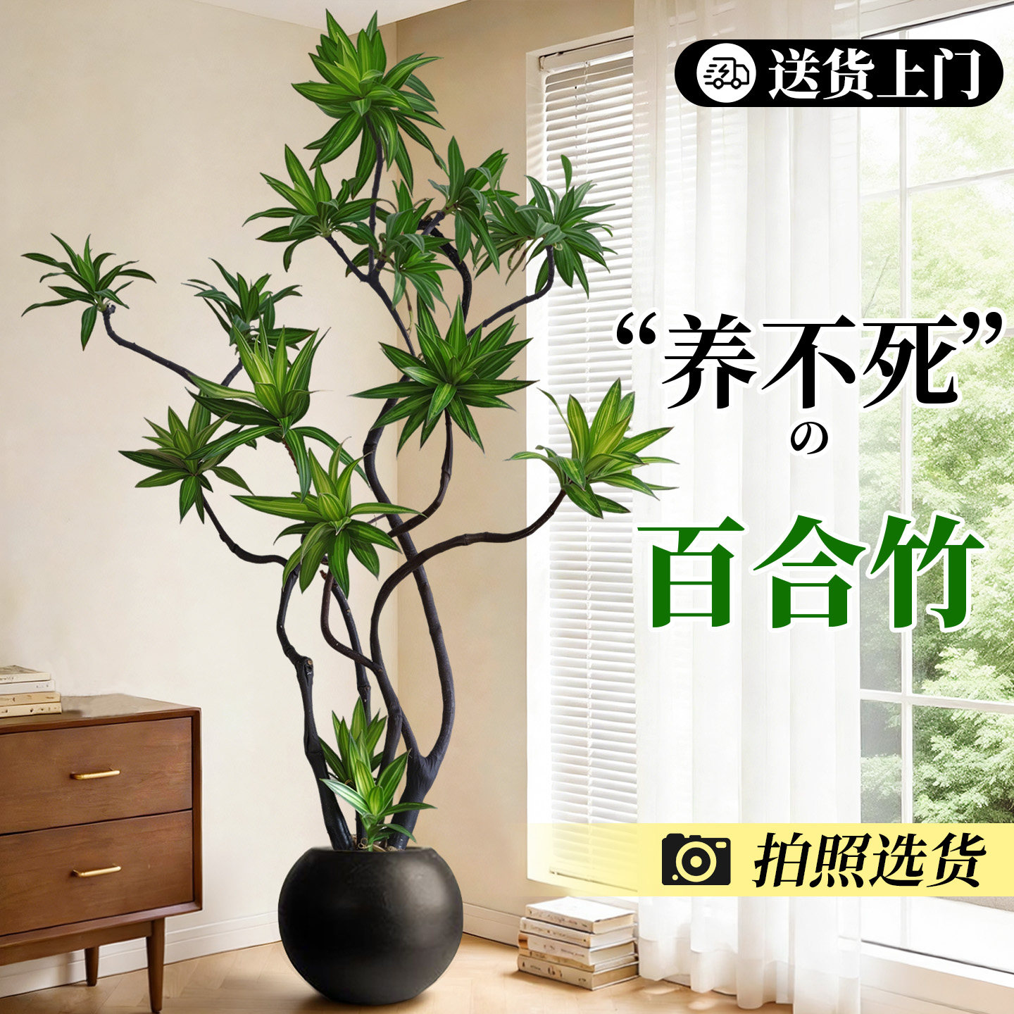 百合竹客厅绿植大盆栽金边百合竹高级感室内大型旺宅老桩植物好养,鲜花速递/花卉仿真/绿植园艺,大型绿植/成品组合盆栽,淘宝优惠券,粉丝福利购,淘宝优惠卷