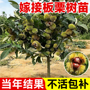 板栗苗树嫁接迁西大红袍当年结果地栽南北方种植特大板栗果树果苗