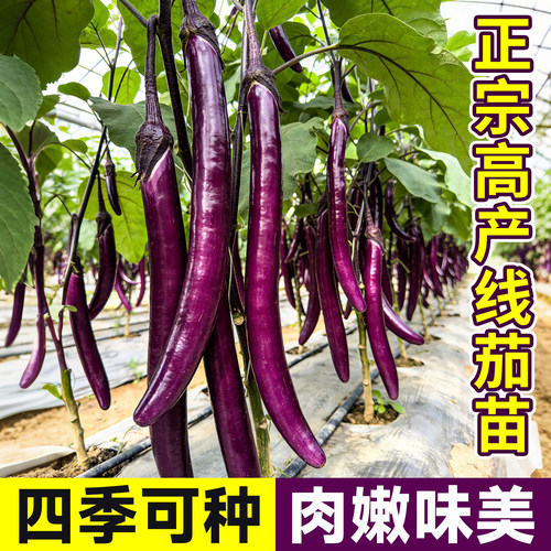 杭茄一号高产四季长茄子苗