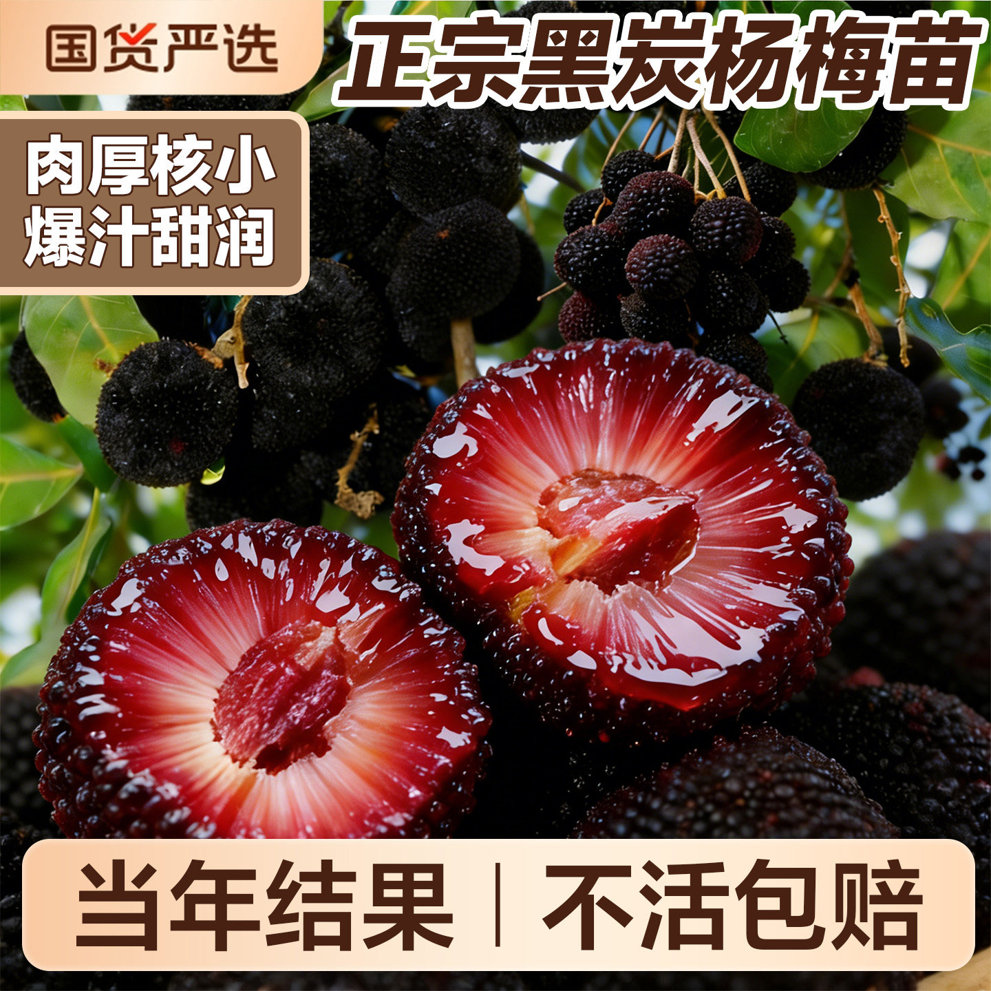 正宗炭黑杨梅东魁特大杨梅树苗仙居杨梅树嫁接苗南北方种植盆地栽