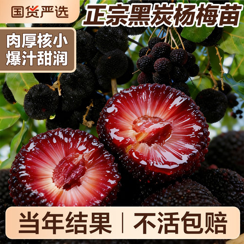 5A特级特大苗包成活到结果