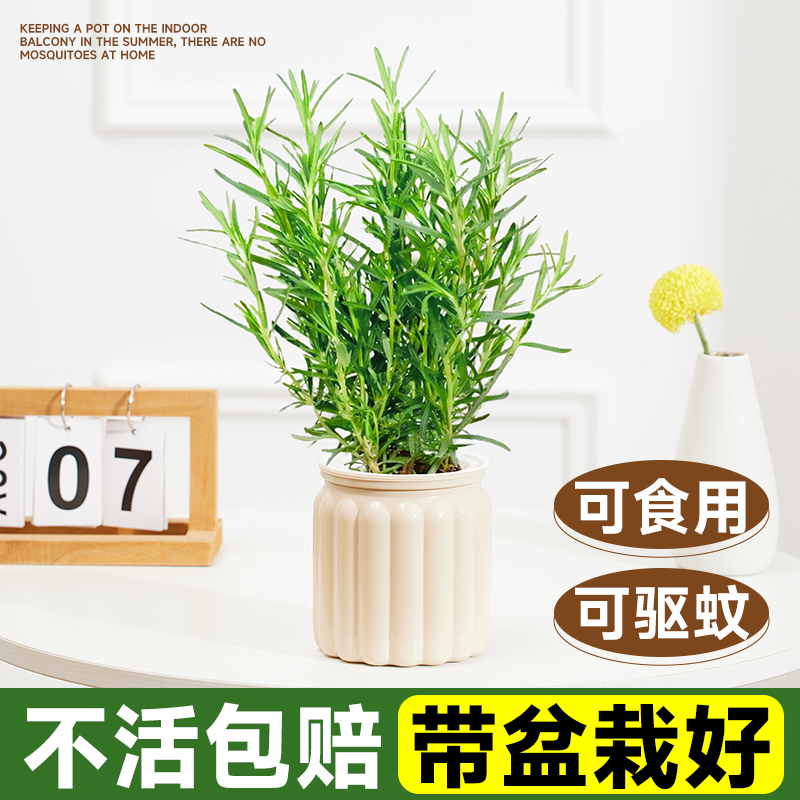 驱蚊迷迭香盆栽可食用牛排用水培植物室内桌面办公室祛除蚊虫绿植