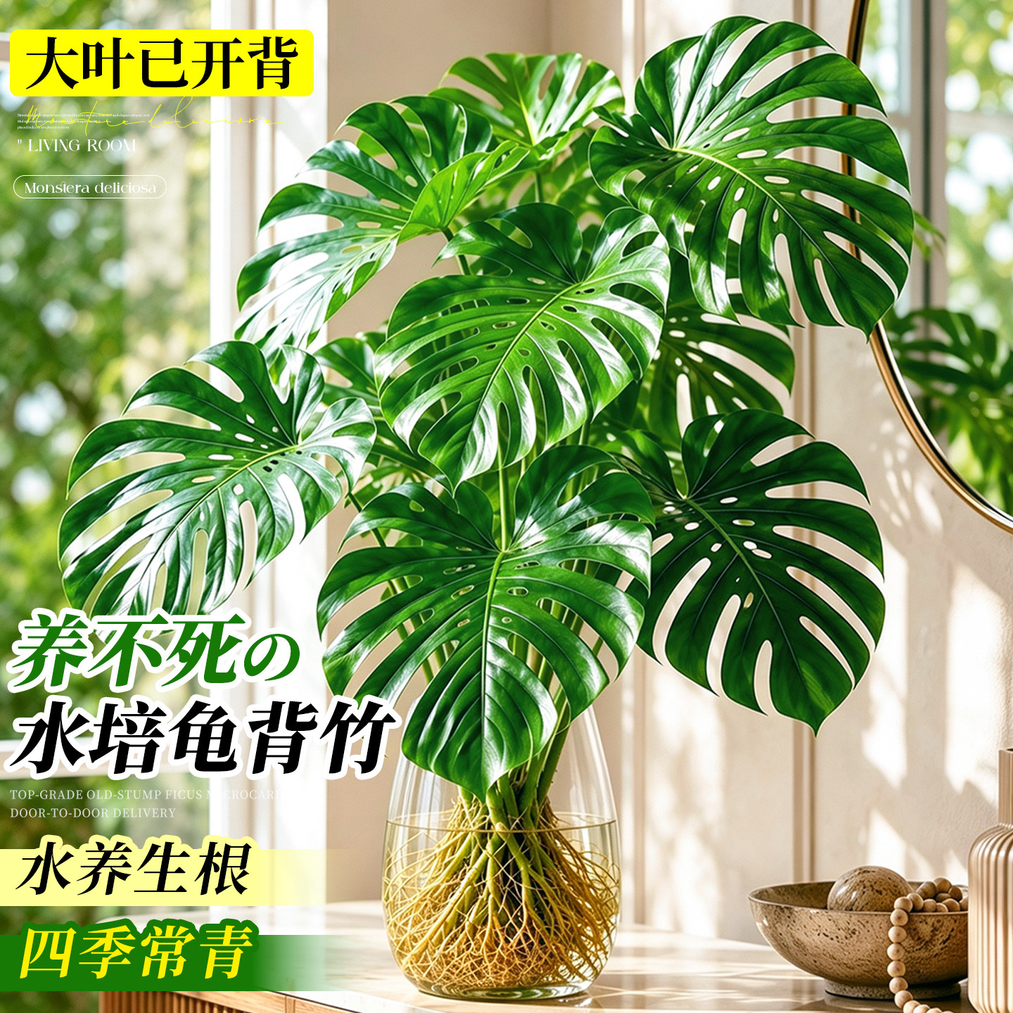 龟背竹水培老桩大叶室内好养图片